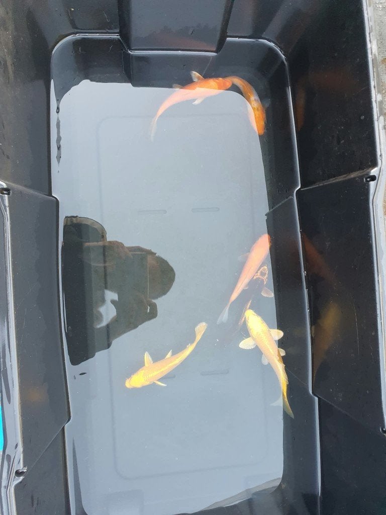 Laatste kans! Kohaku, Ghost, Yamabuki & Benigoi (6 koi), Karper of Koi