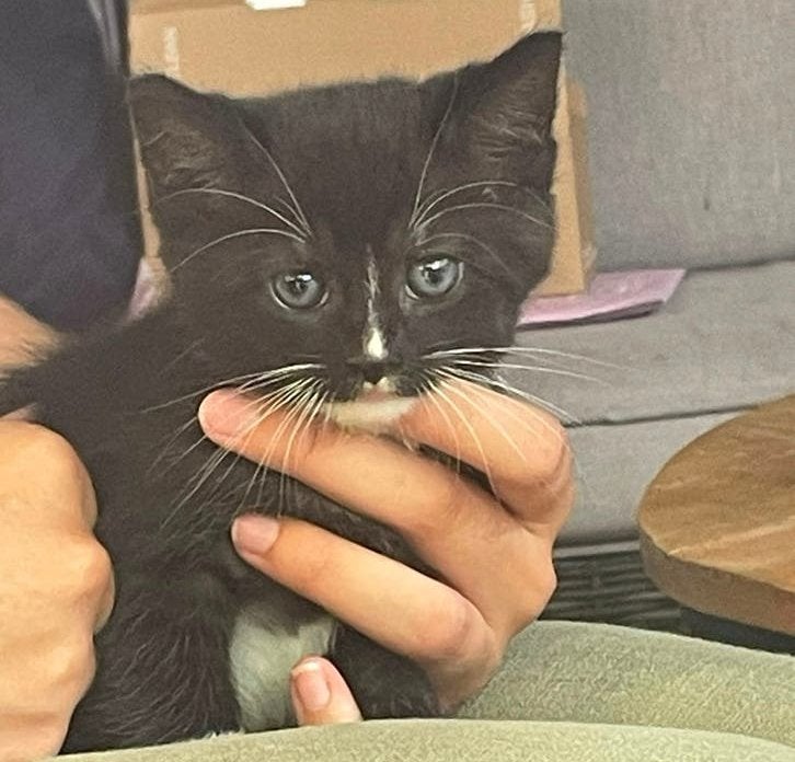 4 Lieve Halve Ragdoll Kittens, Dieren en Toebehoren, Katten en Kittens | Overige Katten, Meerdere dieren