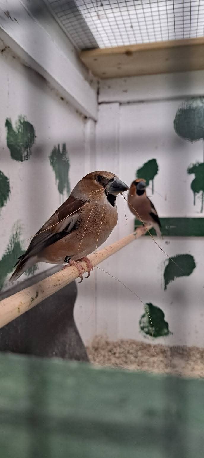Europese appelvink, Dieren en Toebehoren