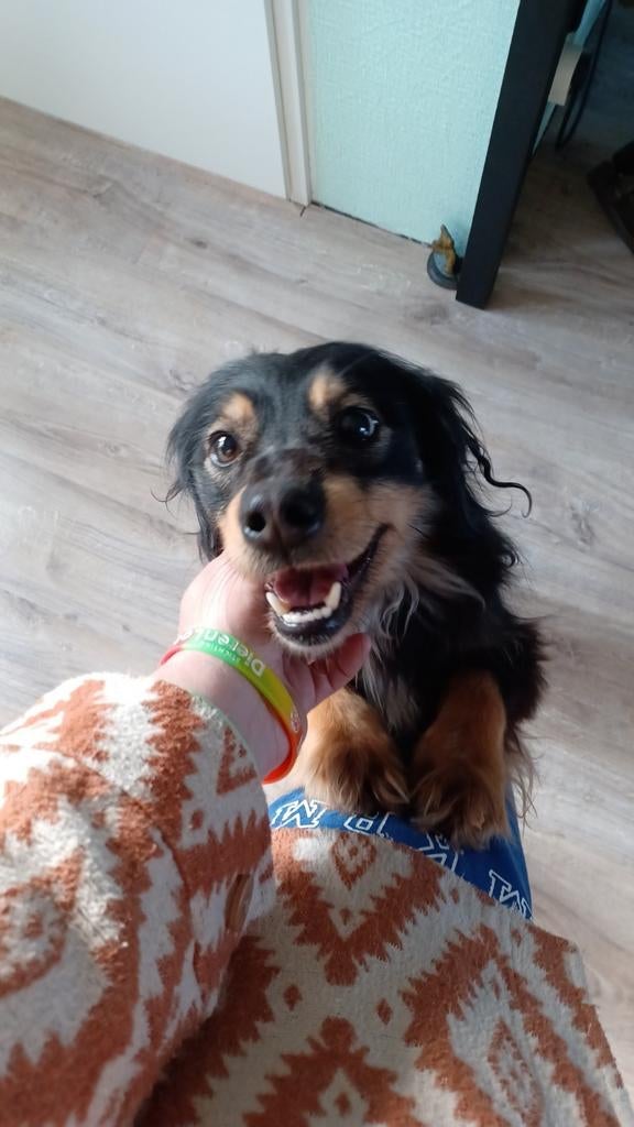 Knappe Slinky ter adoptie!, Dieren en Toebehoren, Particulier, Reu, Buitenland, Parvo