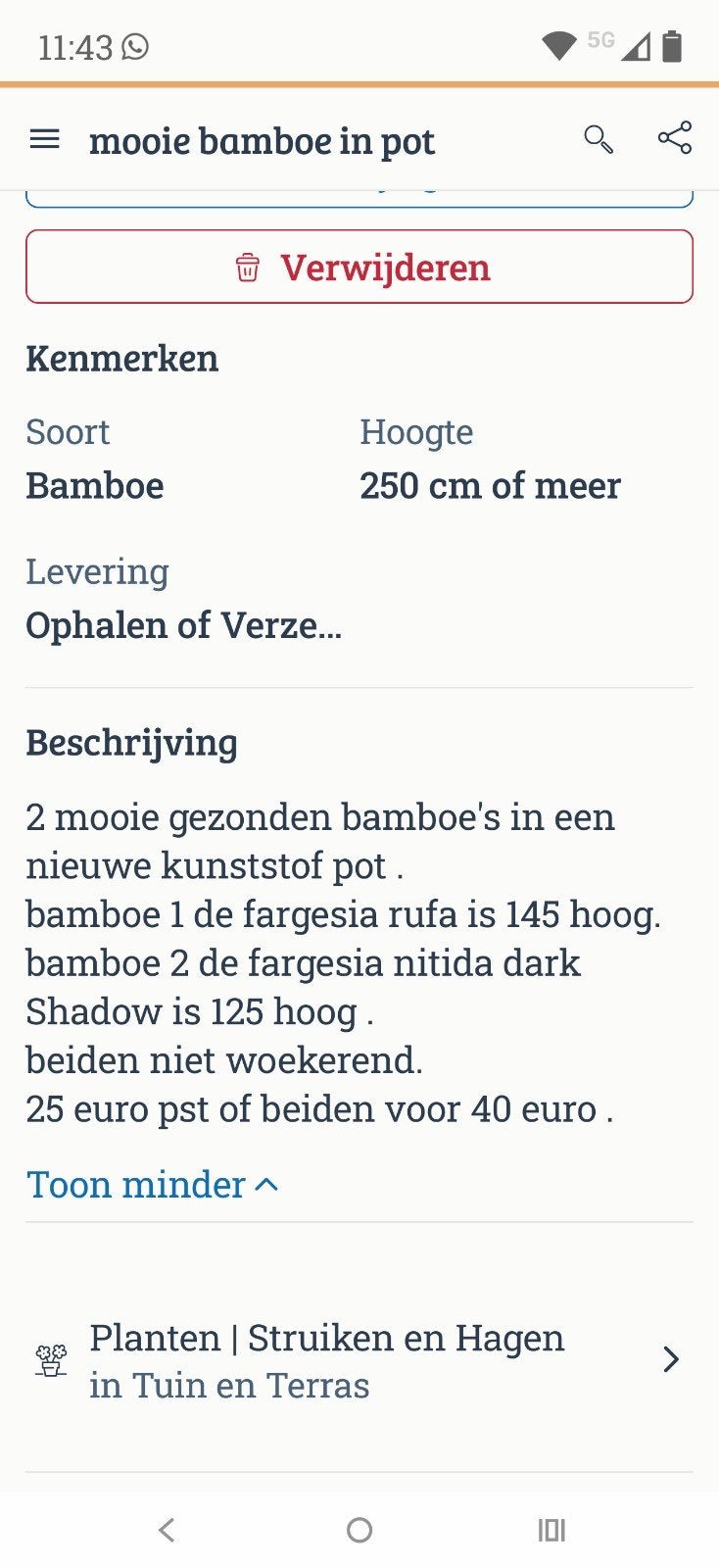 2 gezonde bamboe's, Ophalen of Verzenden, Bloeit niet, Overige soorten, Halfschaduw