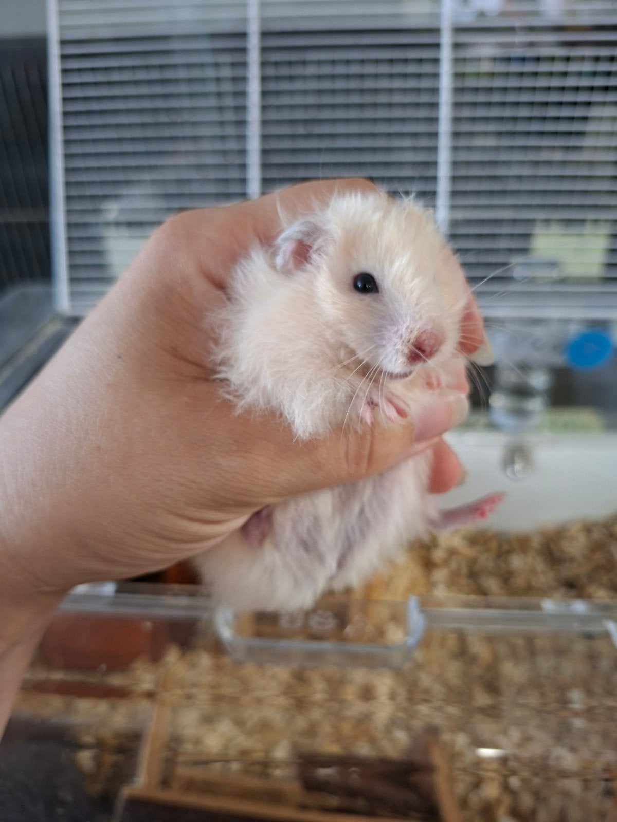 De 2 laatste lieve goudhamsters, Hamster, Mei, Meerdere dieren, Tam