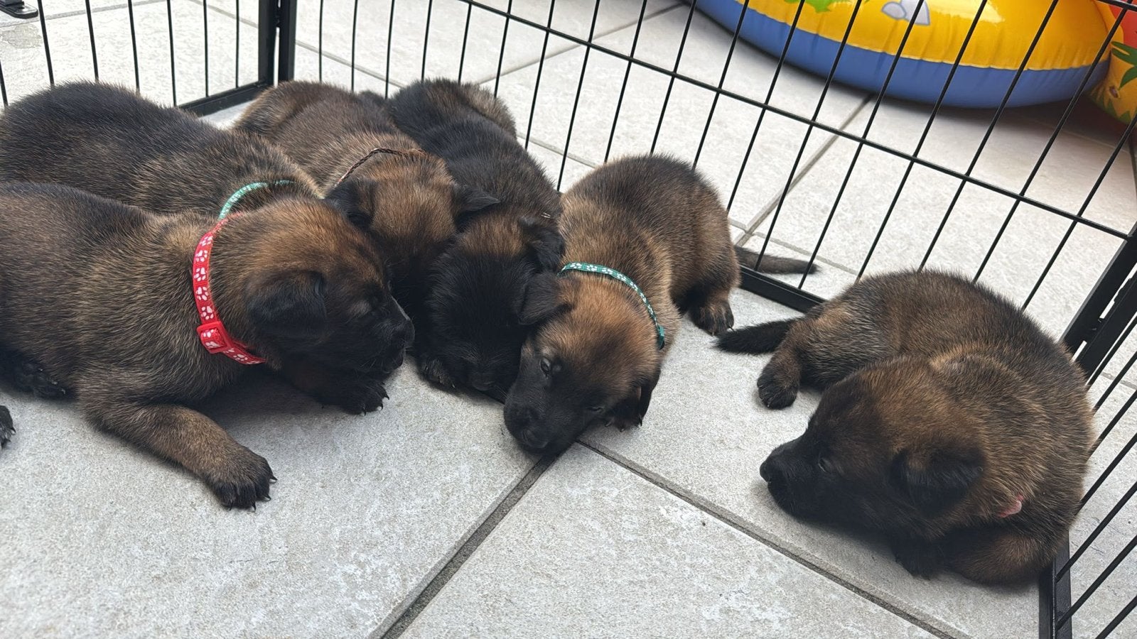 Nog 2 puppys beschikbaar mooie combinatie, Parvo, 8 tot 15 weken, Meerdere, Meerdere dieren
