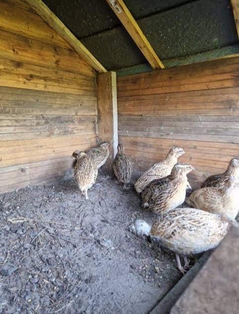Japanse Kwartels., Meerdere dieren, Wildzangvogel