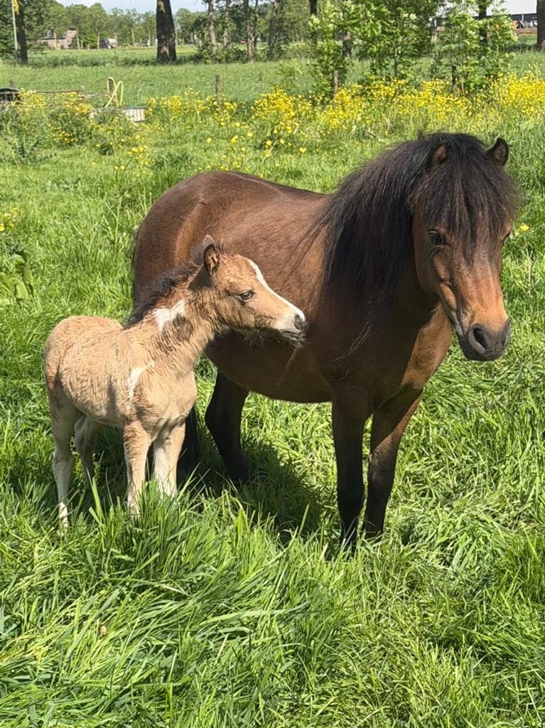 NMPRS merries, minipaarden, Merrie, Met stamboom, Niet van toepassing, 0 tot 2 jaar