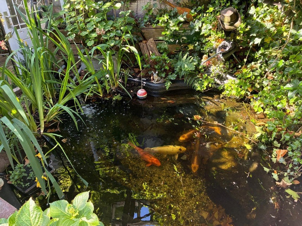 Koi karpers + vijvervissen inclusief vijverpomp en bak, Karper of Koi