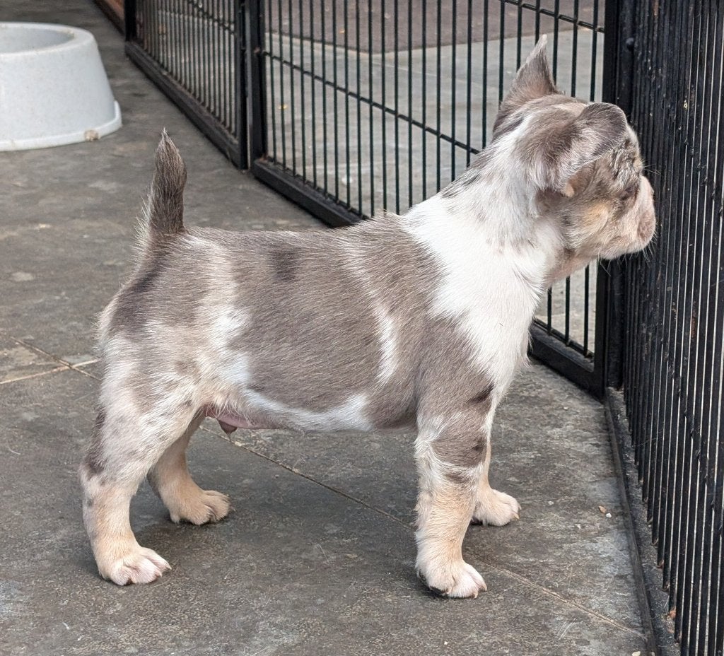 nieuwe franse bulldog reutje, Dieren en Toebehoren, Parvo, Reu, 8 tot 15 weken, Bulldog