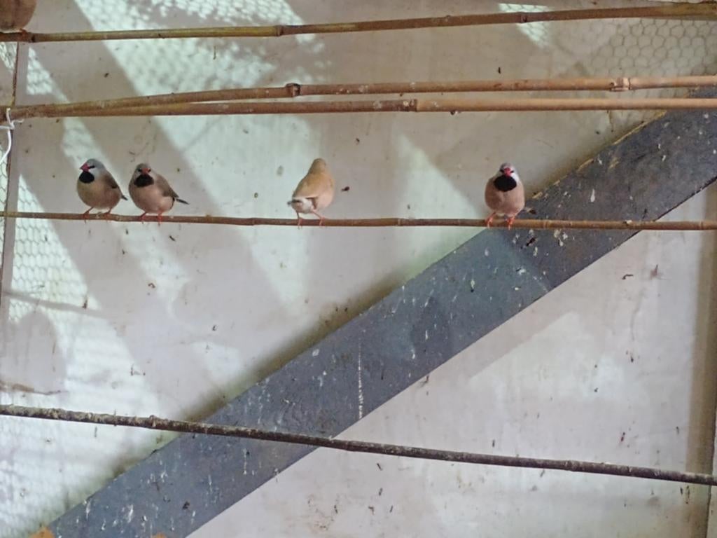 Spitsstaartamadines, jong, Dieren en Toebehoren, Meerdere dieren