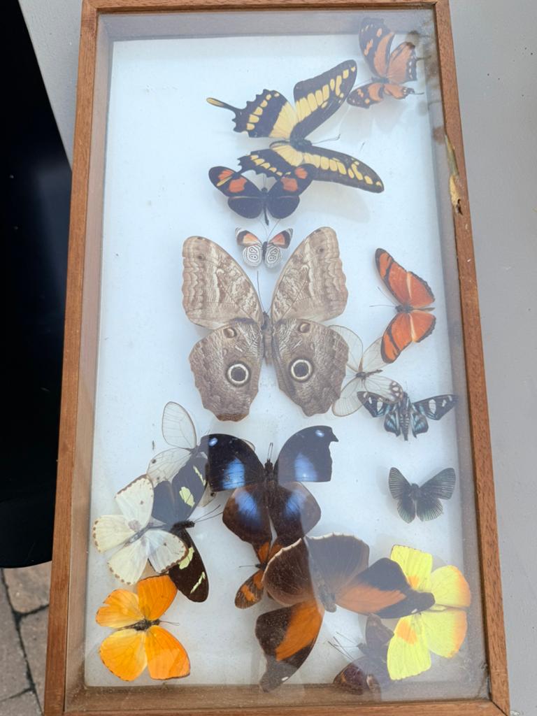 Opgezette vlinders in vitrine, Verzamelen, Ophalen of Verzenden, Gebruikt, Insect, Opgezet dier