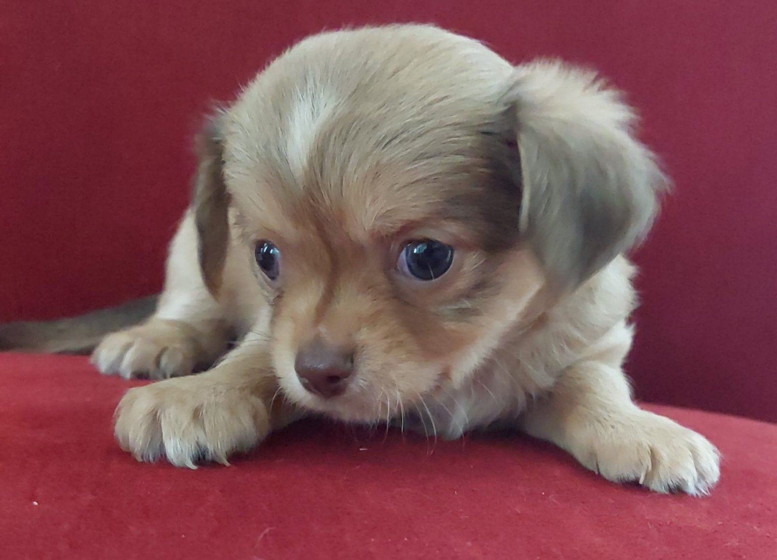 Kruising Chihuahua en Cavelier King Charles Spaniel., Parvo, Reu, 8 tot 15 weken, Eén hond