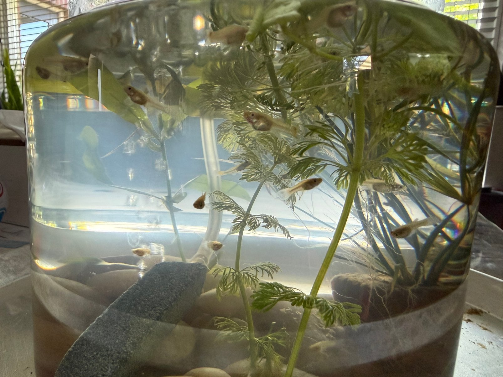 Guppies / guppen gratis, Dieren en Toebehoren, Vis, Zoetwatervis