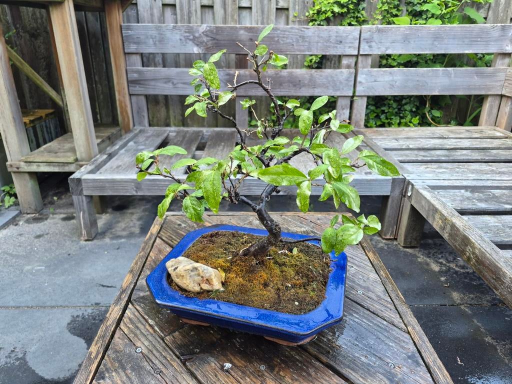 Bonsai Olijfboom 35 cm, Ophalen, Overige soorten, Halfschaduw