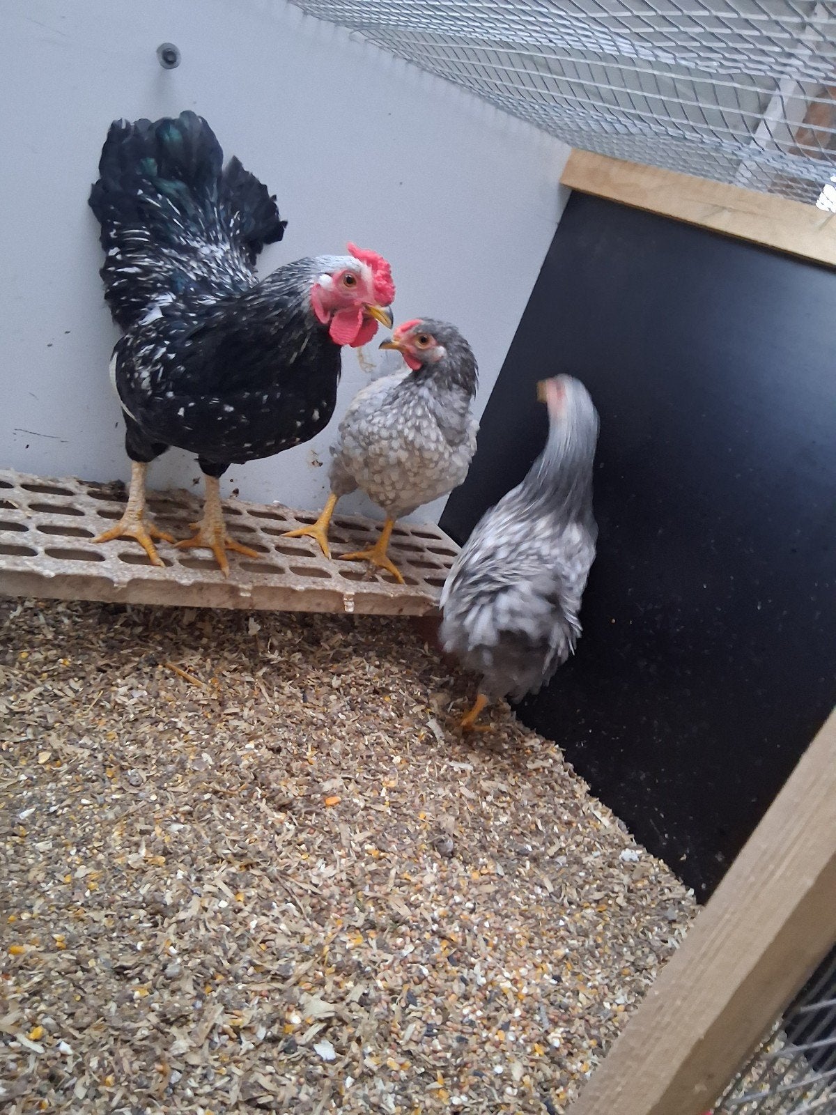 trio kriel kippen, Dieren en Toebehoren, Meerdere dieren, Kip