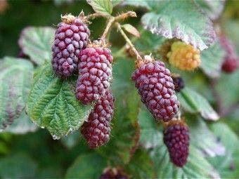 Fruitplanten en struiken, Ophalen, Volle zon, Vaste plant, Zomer