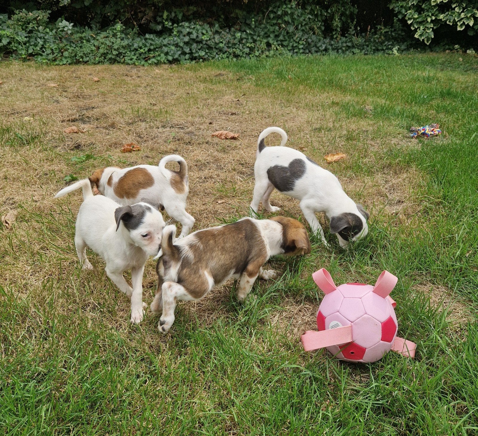 kruising pups (boomer/vlinderhondje x jackrussel/boomer), Dieren en Toebehoren, 8 tot 15 weken, Meerdere, Meerdere dieren, Klein