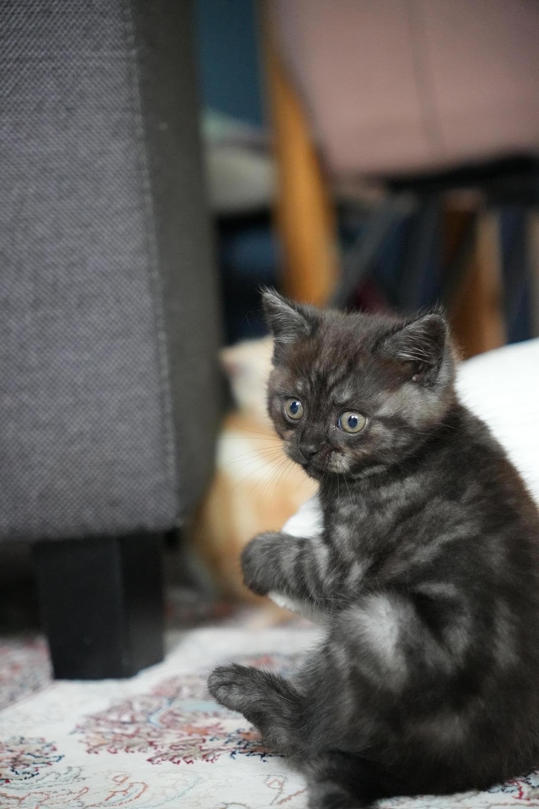 Kettens te koop!, Dieren en Toebehoren, Katten en Kittens | Raskatten | Korthaar, Meerdere dieren