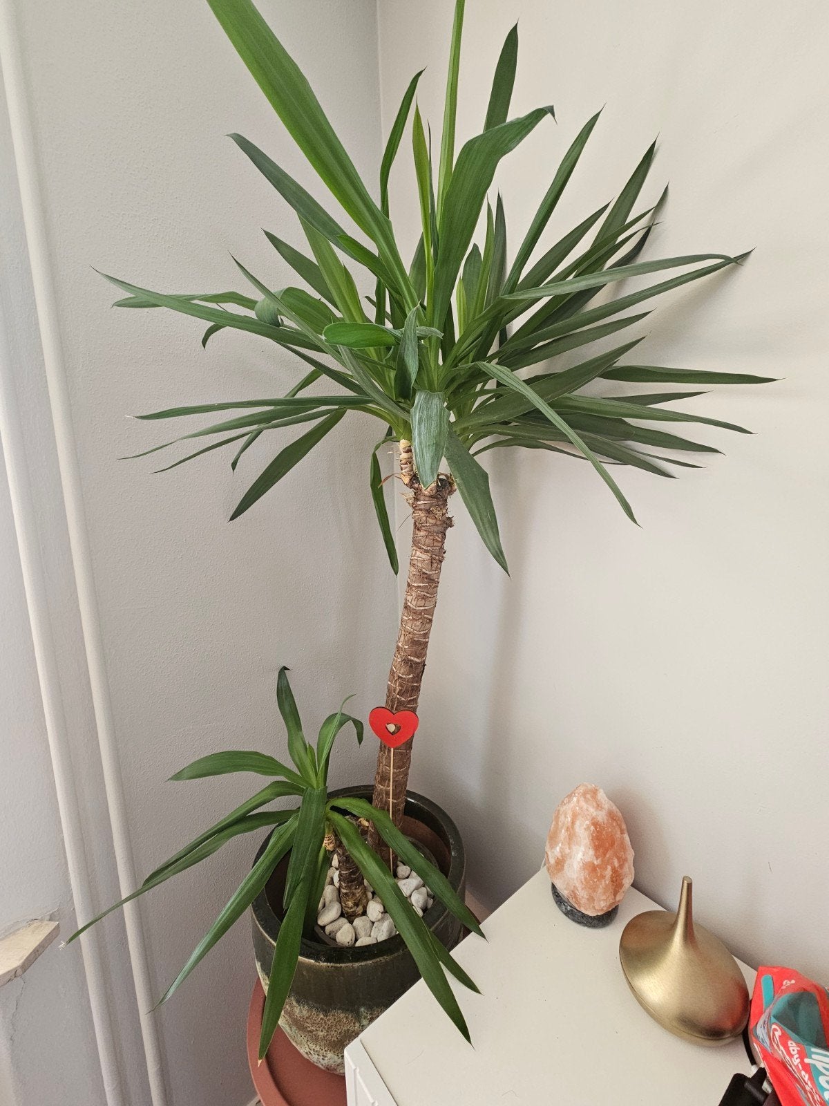 Grote Yucca Elephantipes plant - 1.35m hoog, 0.65m breed, Ophalen, Palm, Halfschaduw, Minder dan 100 cm