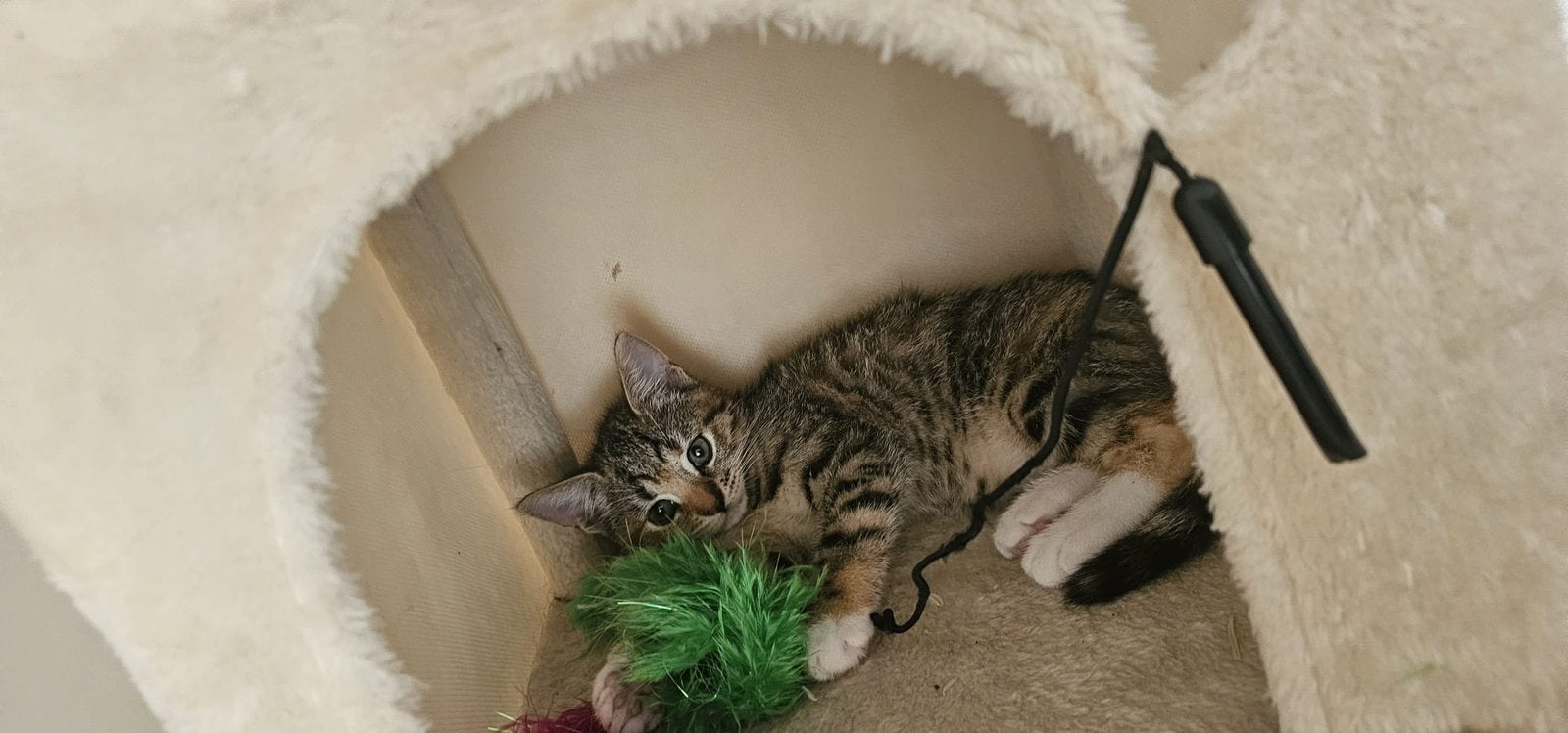 Kit, Dieren en Toebehoren, Vrouwelijk