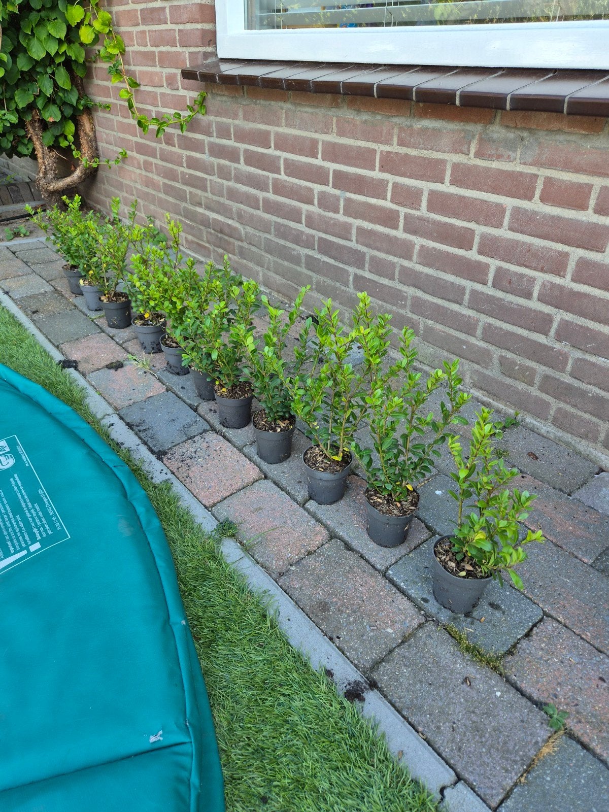 Ilex crenata 'Caroline Upright' - Buxusvervanger, Tuin en Terras, Vaste plant, Bloeit niet, Halfschaduw, Ophalen