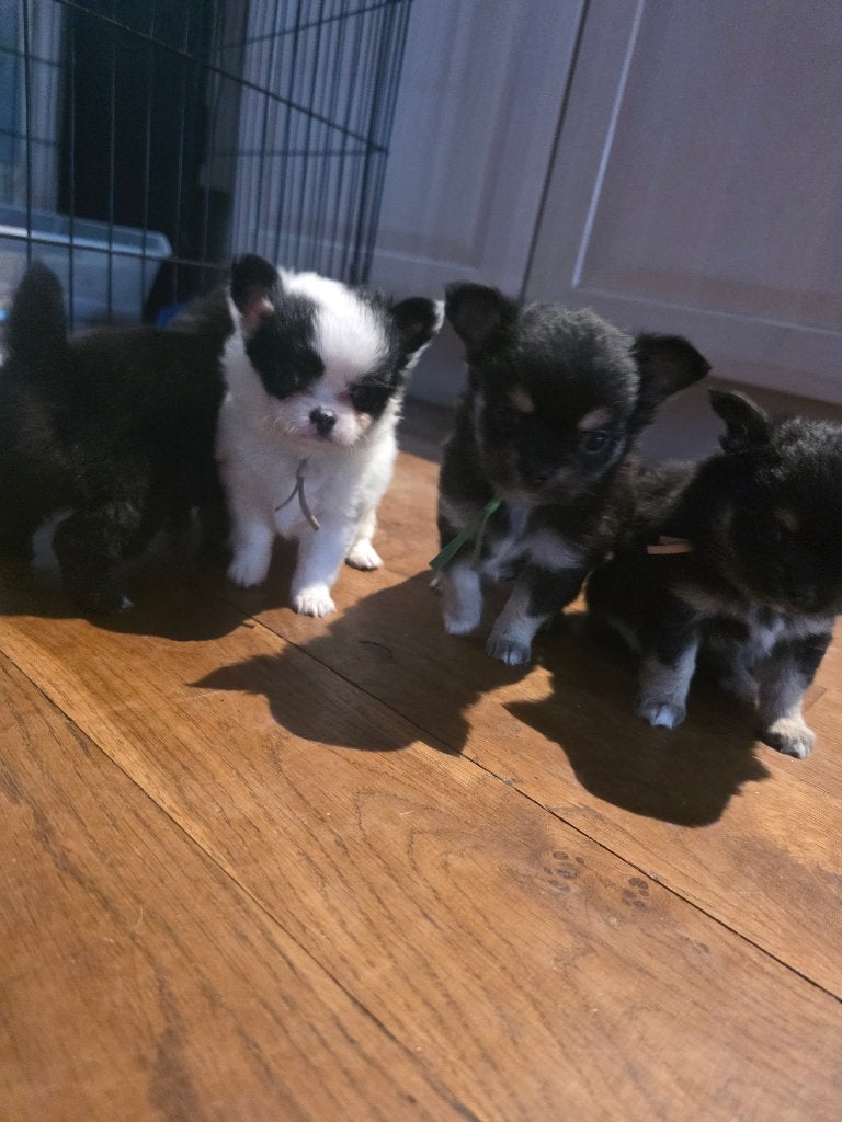 Chihuahua pups, Reu, 8 tot 15 weken, Meerdere, Chihuahua