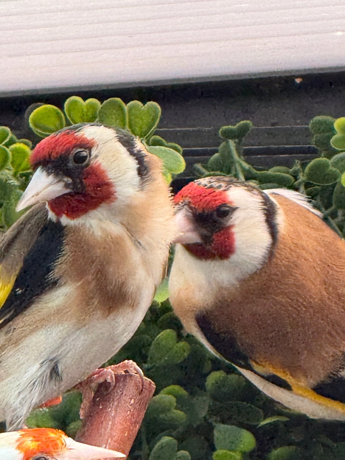 Parva putter man, Dieren en Toebehoren, Mannelijk, Wildzangvogel