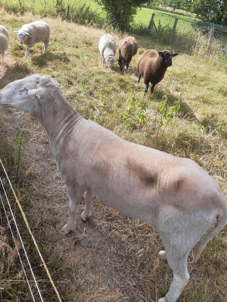 Dekram, Dieren en Toebehoren, Mannelijk, Schaap, 3 tot 5 jaar