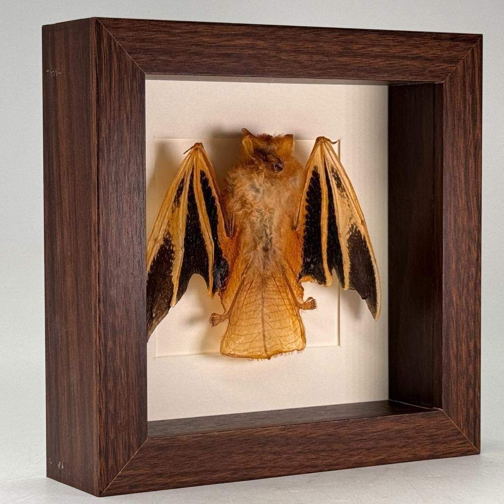 Opgezette vleermuis Kerivoula picta in luxe lijst - 16x16 cm, Ophalen of Verzenden, Nieuw, Overige soorten, Opgezet dier