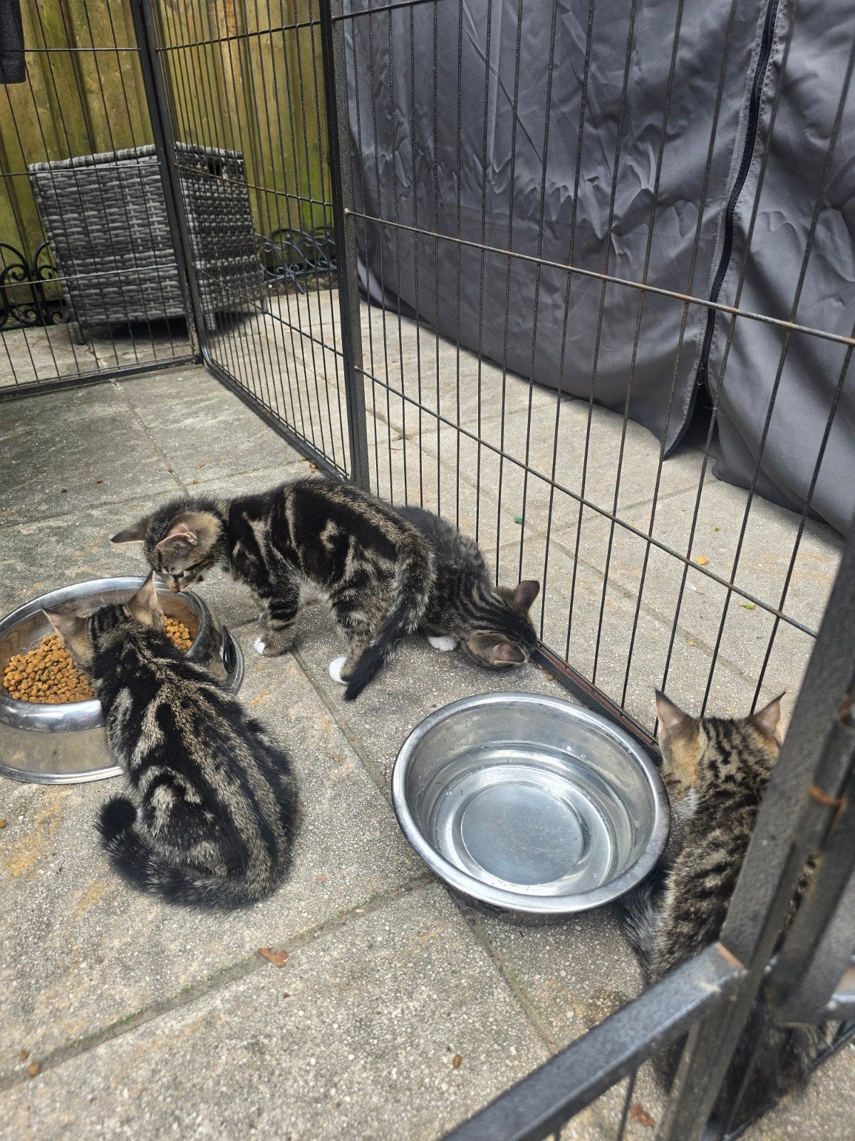1 grijze kittens, Dieren en Toebehoren, Kater, Kortharig, 0 tot 2 jaar