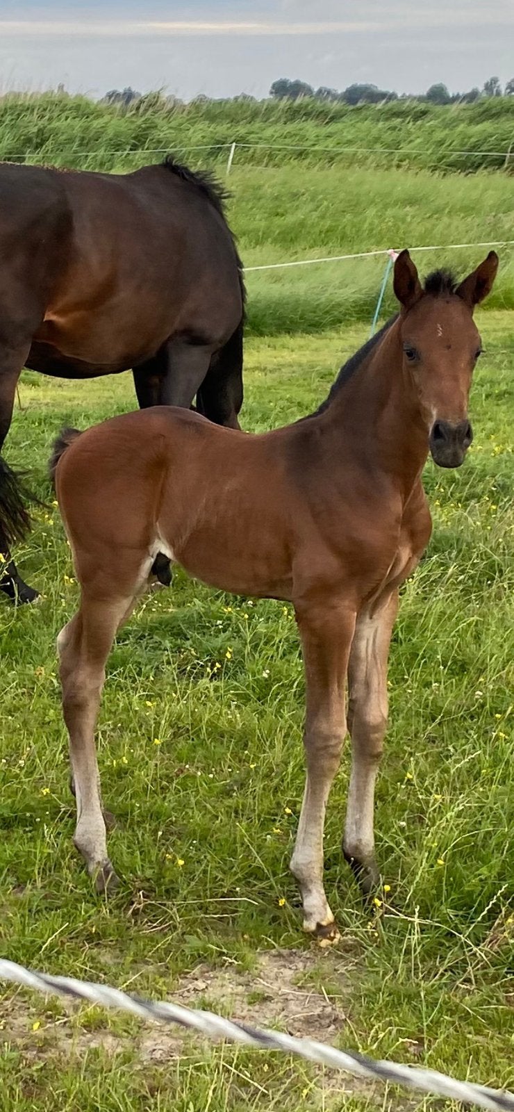 Luxe merrie met prachtige hengstveulen, Dieren en Toebehoren, Paarden, Merrie, Met stamboom, Dressuurpaard, 3 tot 6 jaar