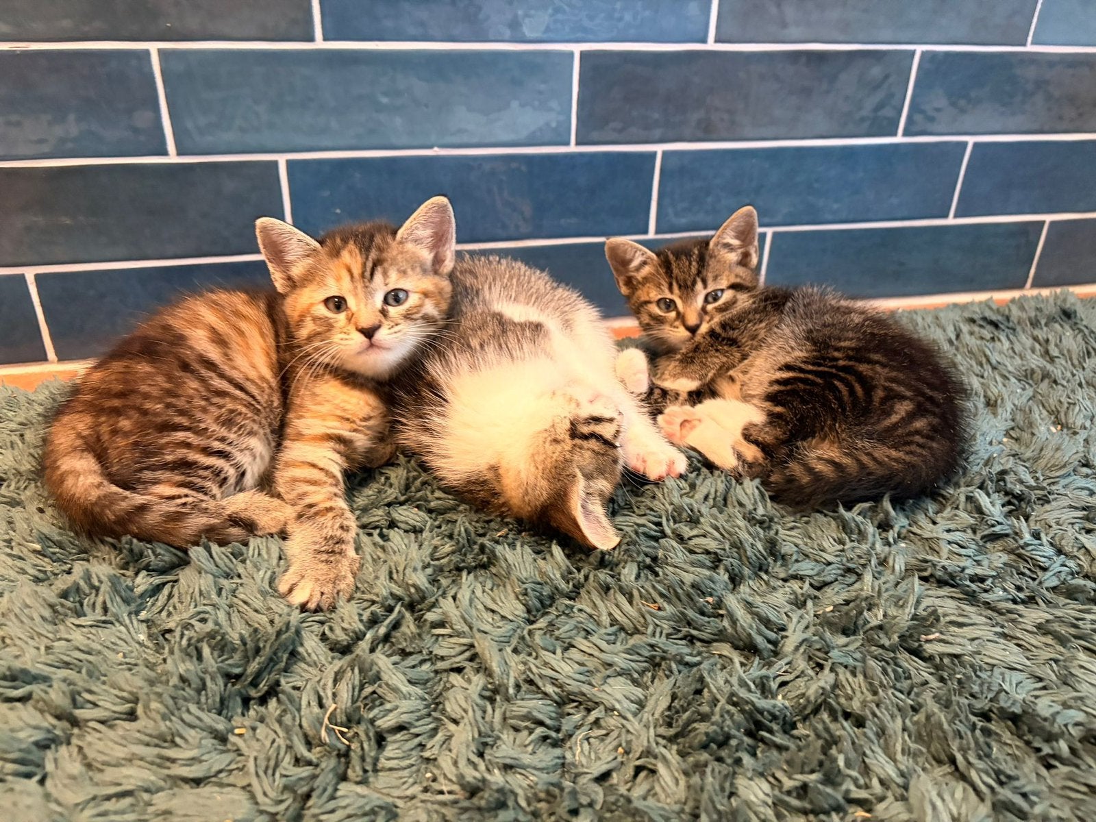 3 kittens zoeken een leuk huisje!, Meerdere dieren