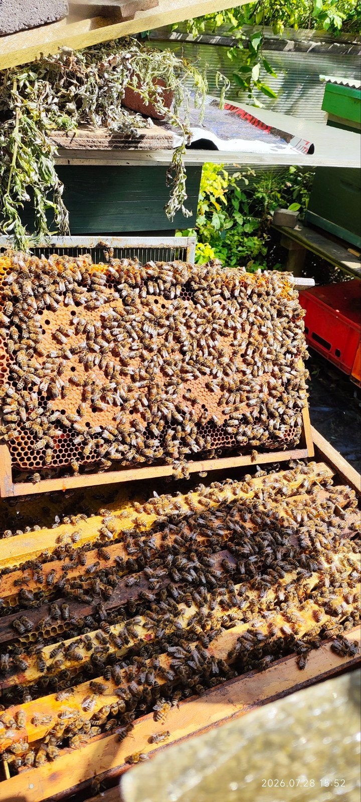 Bijenvolken met kast, Diversen, Levensmiddelen, Ophalen
