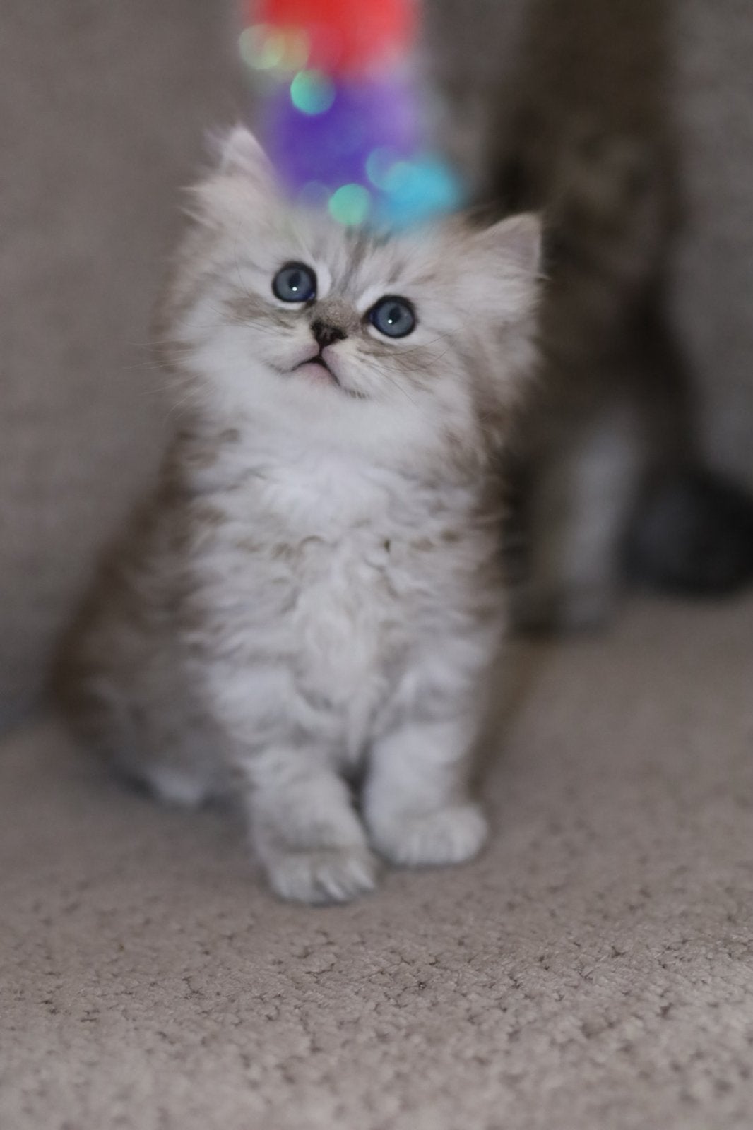 Britse laanghaar kittens, Meerdere dieren, Gechipt, 0 tot 2 jaar
