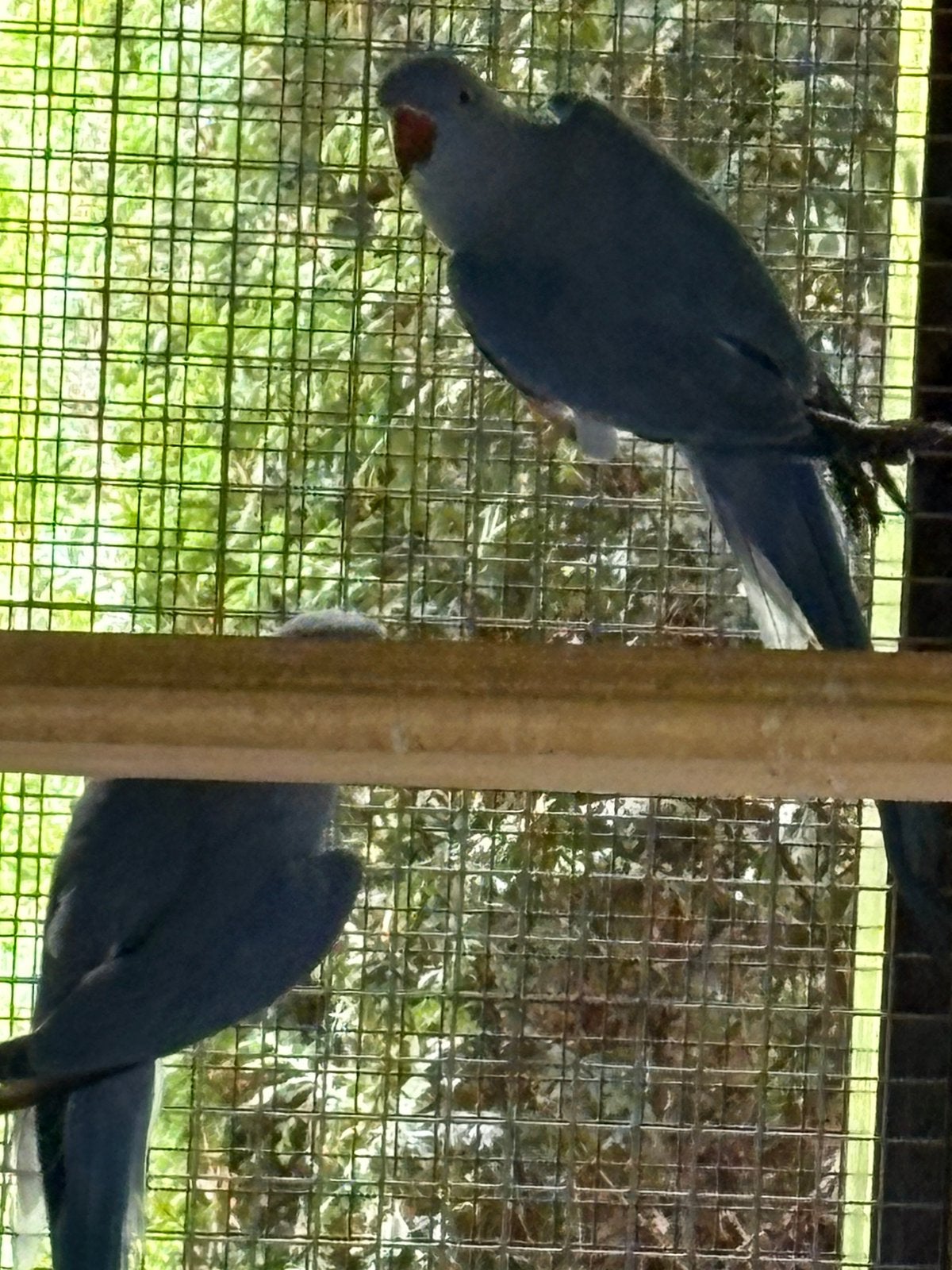 Halsbanden opaline violet blauw, Meerdere dieren, Parkiet, Geringd
