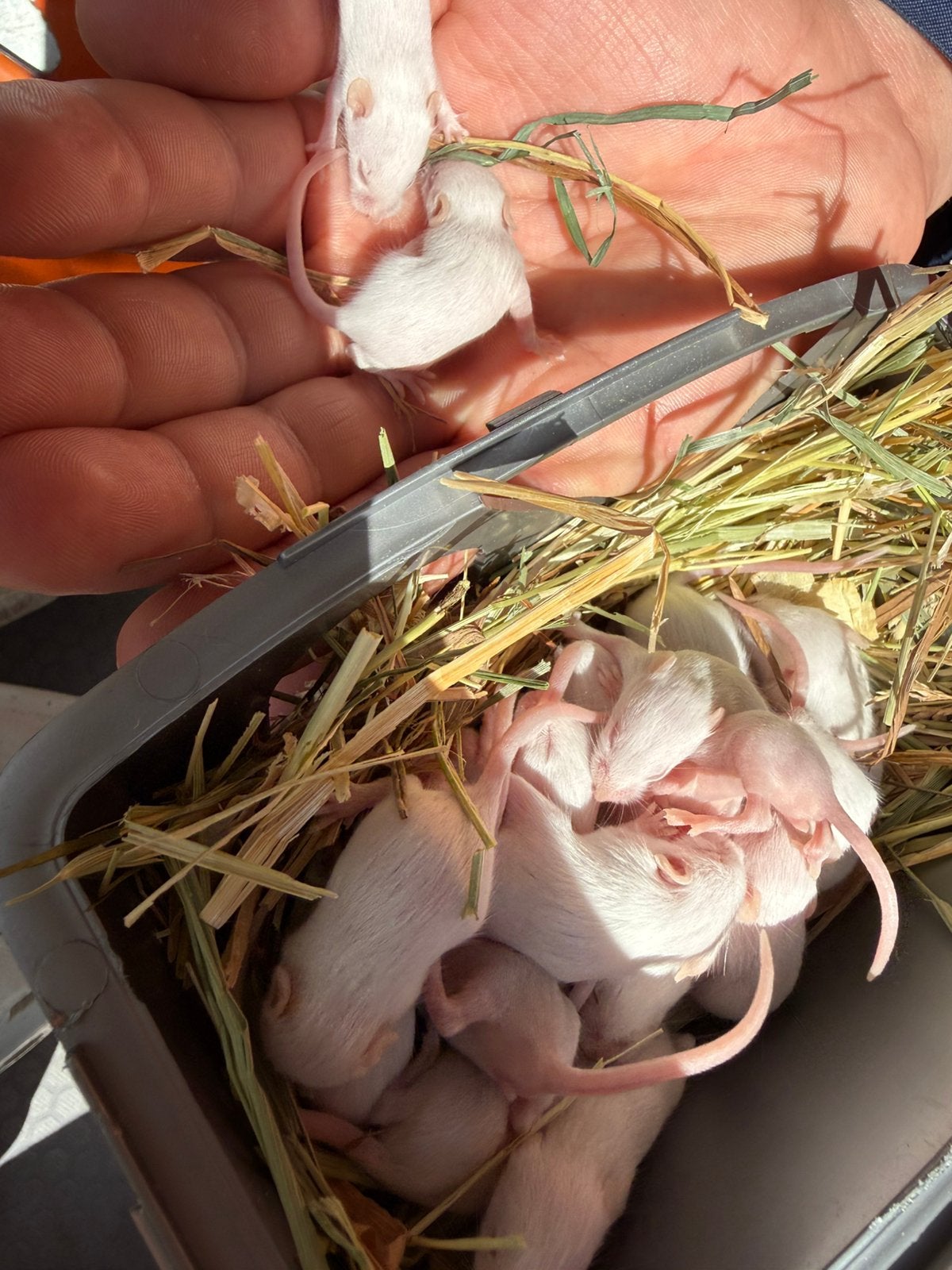 . muis, Dieren en Toebehoren, Knaagdieren, Juni, Muis, Geslacht onbekend, Tam