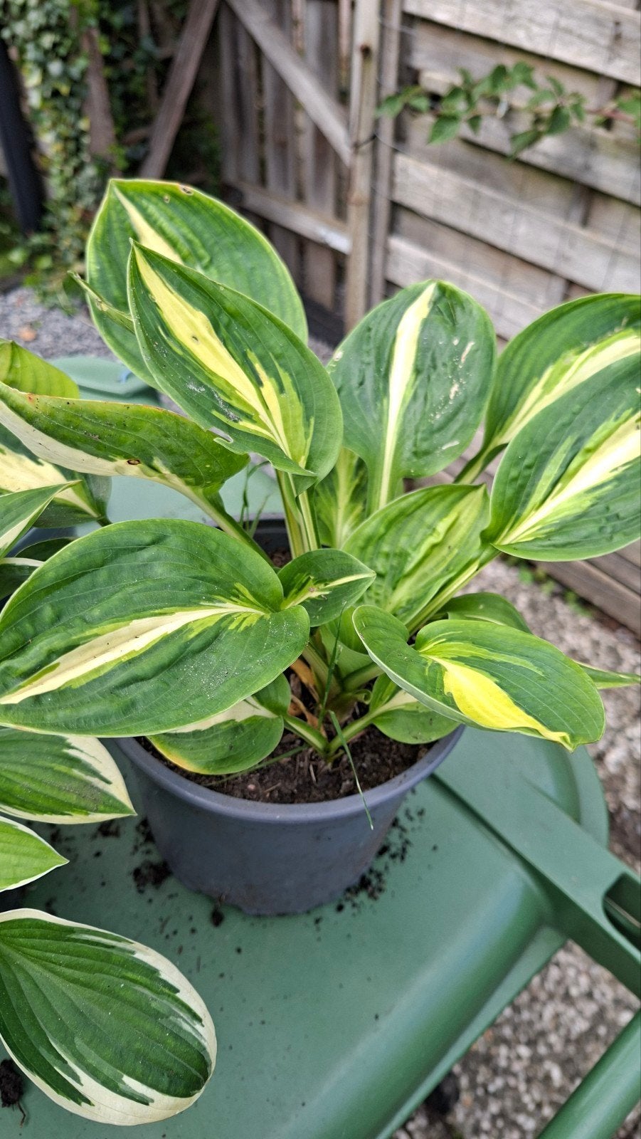 hosta,s, Ophalen, Overige soorten, Halfschaduw