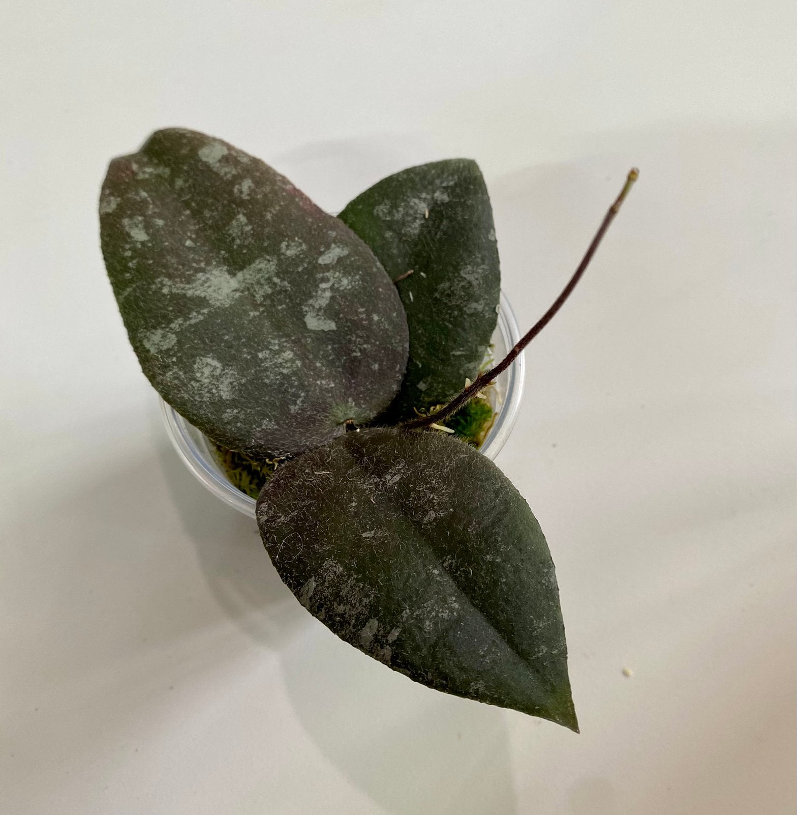 Hoya Caudata Sumatra, Huis en Inrichting, Kamerplanten, Ophalen of Verzenden, Halfschaduw, Minder dan 100 cm