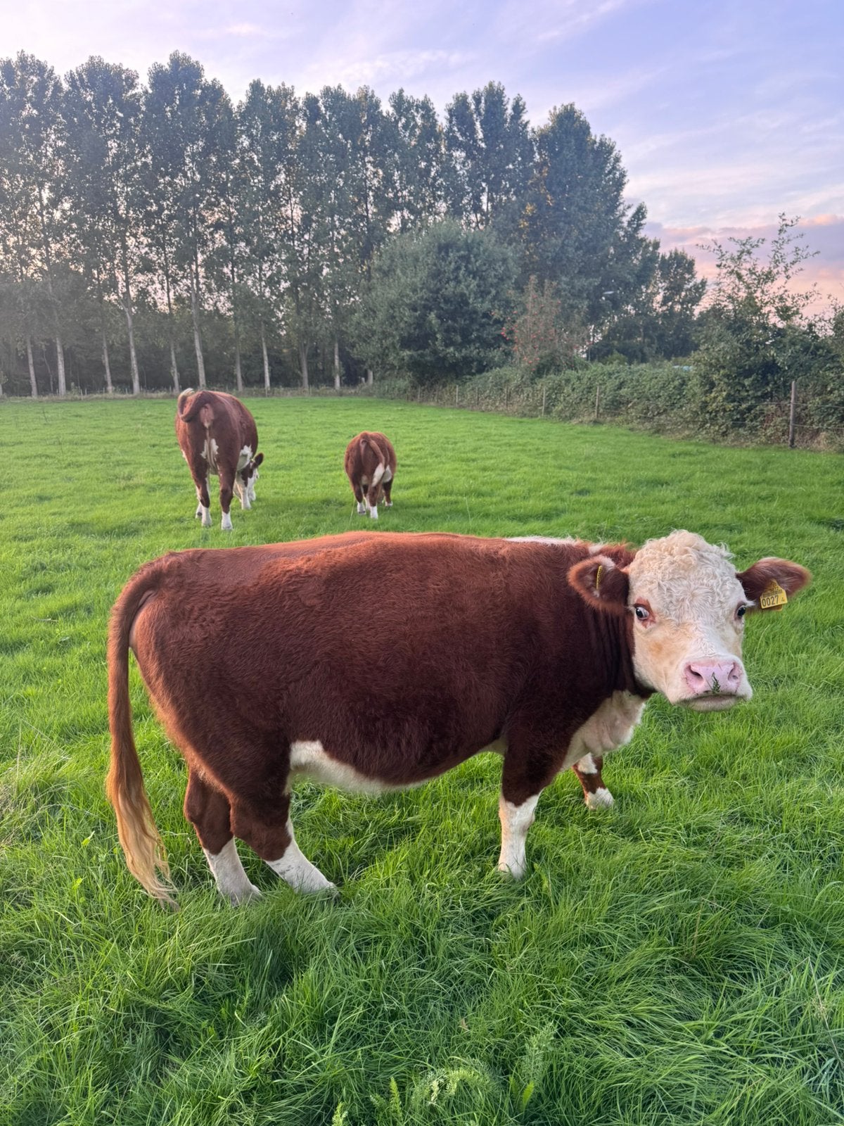 Mini Hereford koetje, Vrouwelijk