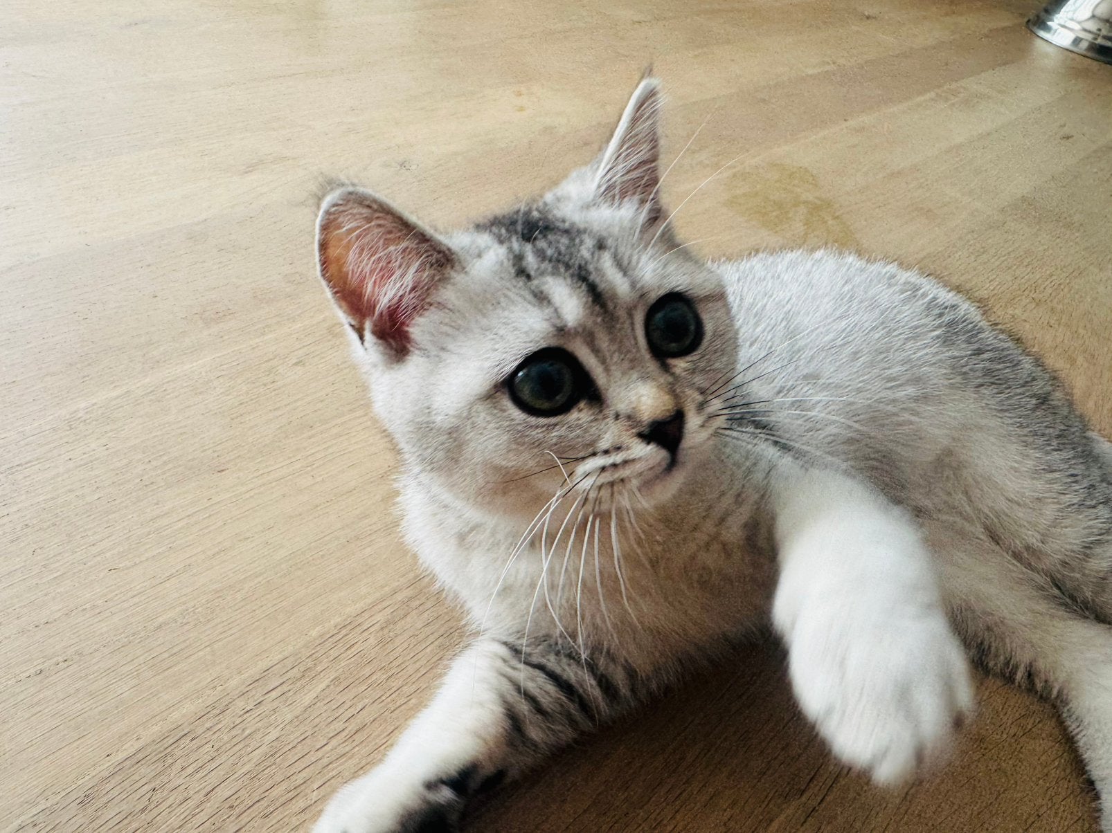 Britse korthaar kitten mag het nest verlaten (poes), Meerdere dieren, Gechipt, 0 tot 2 jaar