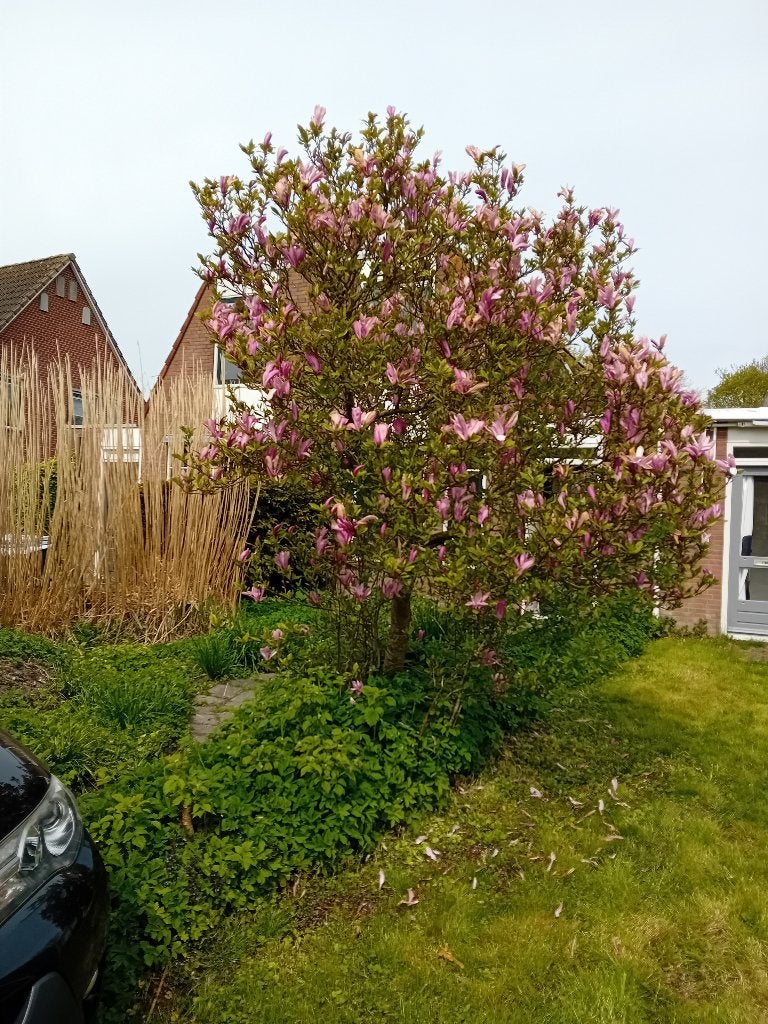 magnolia boom paars, Tuin en Terras, Overige soorten, Lente, 100 tot 250 cm, Ophalen