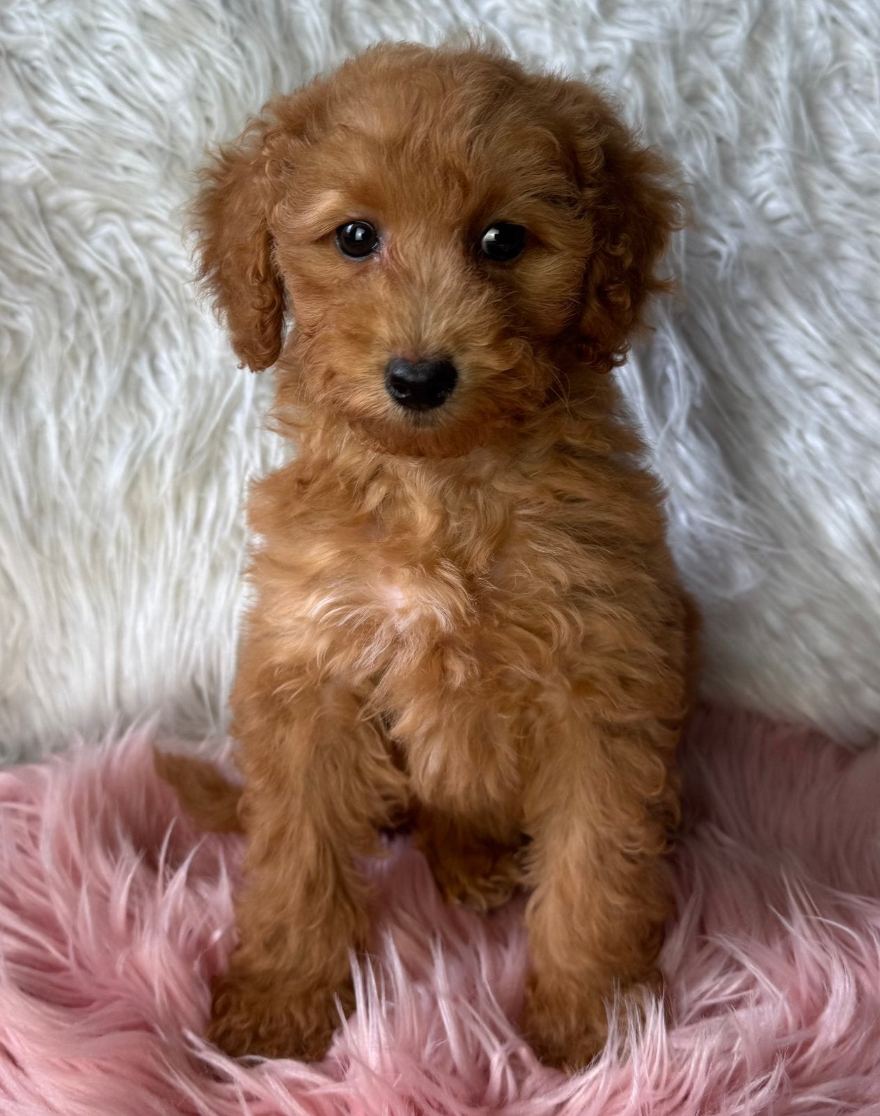 Maltipoo pups 1650€ hypo allergeen, Dieren en Toebehoren, Nederland, Parvo, Overige rassen, 8 tot 15 weken