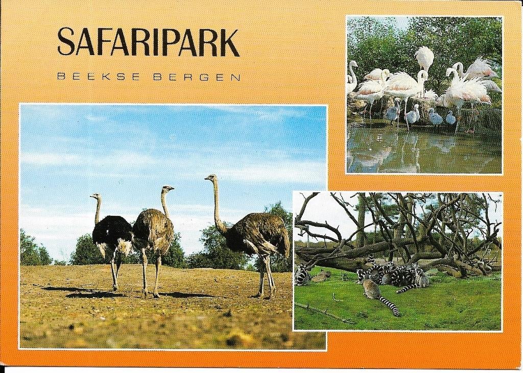 Ansichtkaart	Hilvarenbeek	Beekse Bergen 	Safaripark	3-luik, Verzamelen, Verzenden, 1980 tot heden, Gelopen, Noord-Brabant