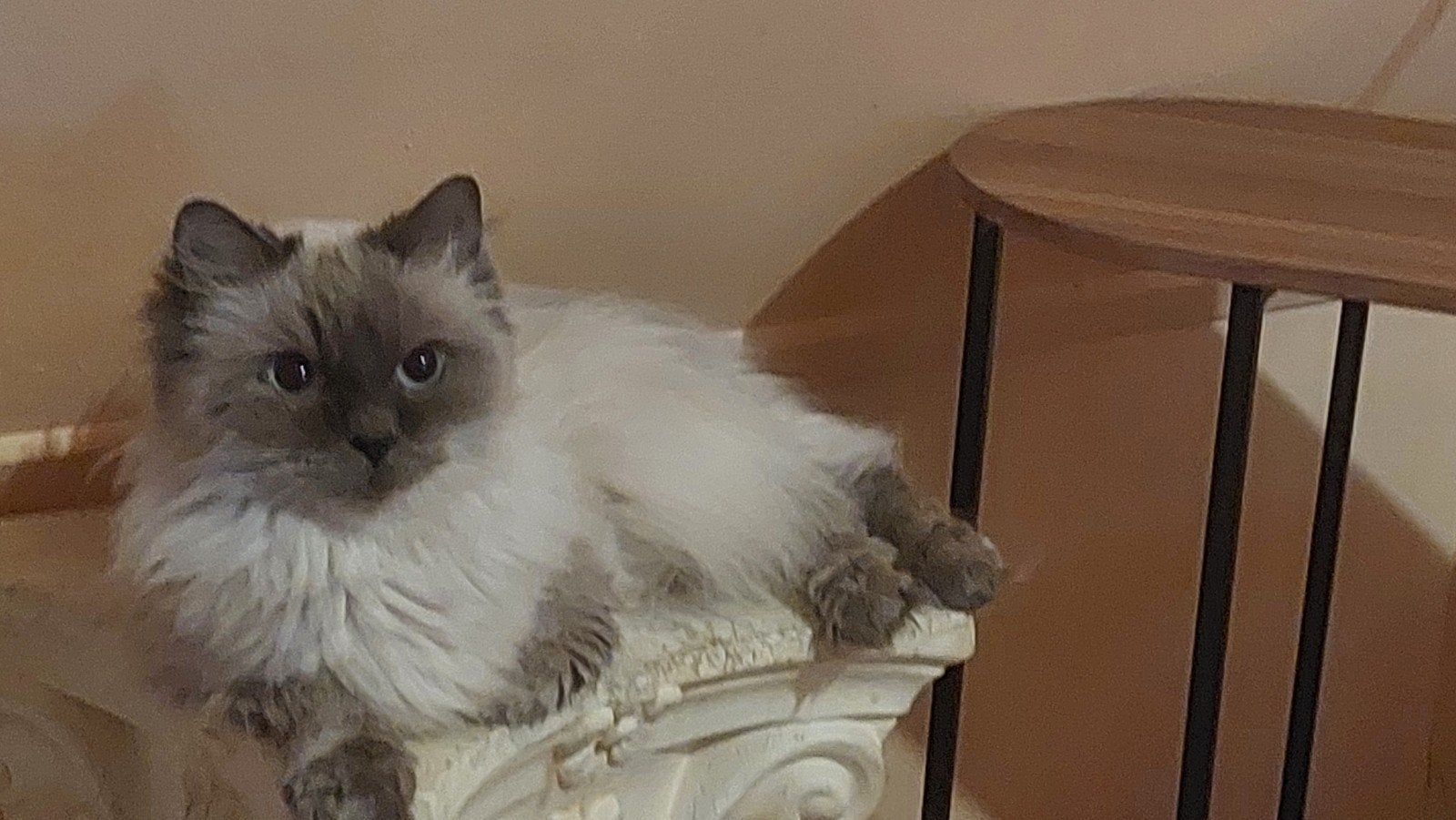 Heel erg aanhankelijk blue point ragdoll poesje herplaatser, Dieren en Toebehoren, Poes, Met stamboom, 6 jaar of ouder