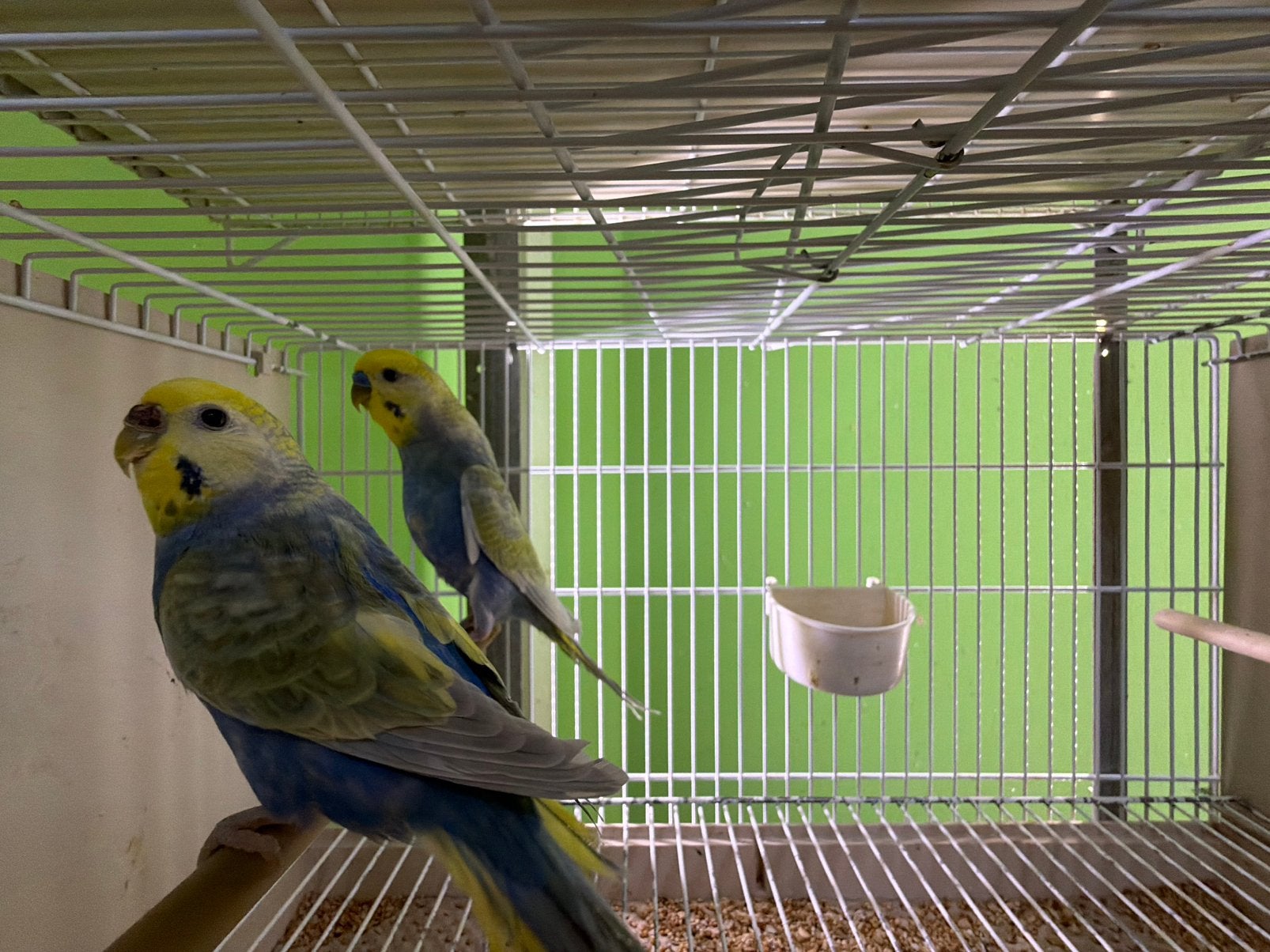Grasparkieten Koppel, Dieren en Toebehoren, Vogels | Parkieten en Papegaaien, Meerdere dieren, Parkiet