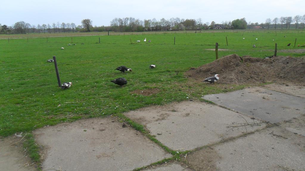 kriel kippen hanen en ganzen eieren en kaapse eenden, Meerdere dieren, Kip