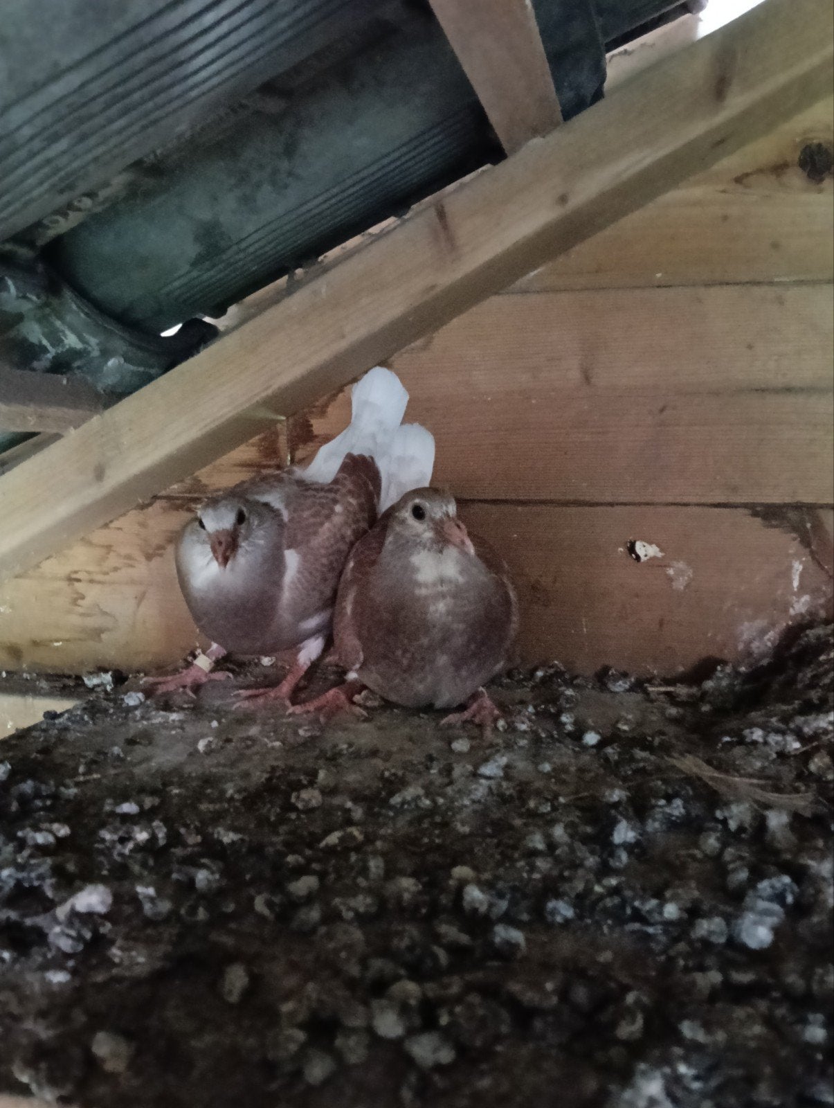 Jonge duiven te koop, Meerdere dieren, Overige soorten