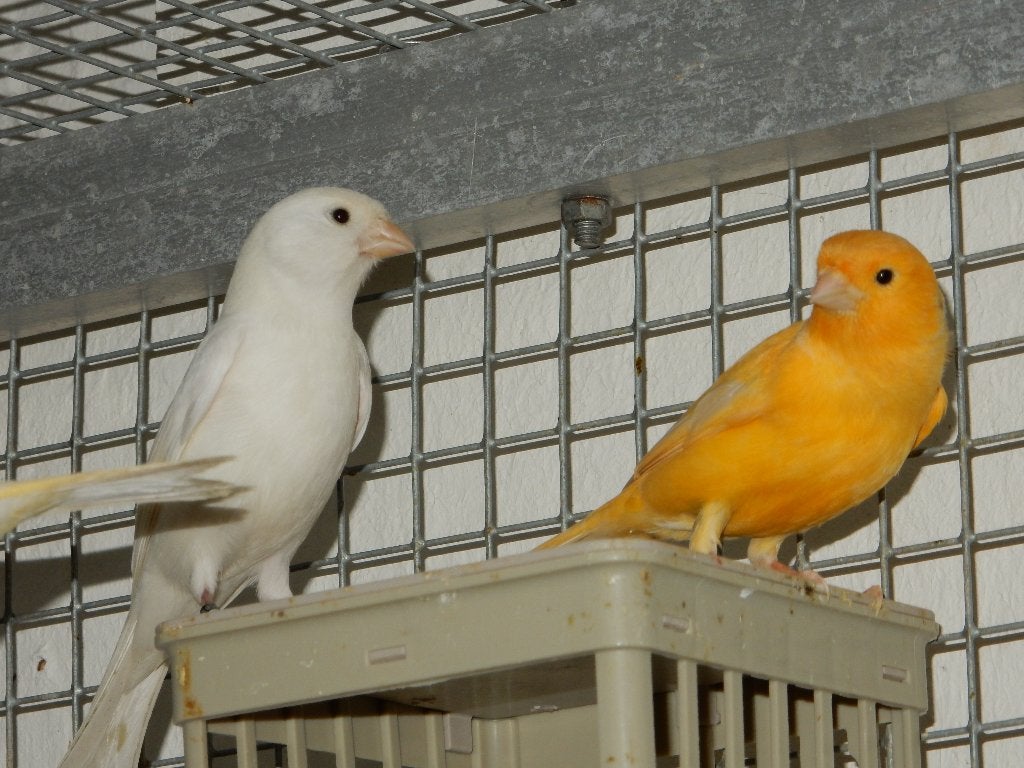 kanaries, Dieren en Toebehoren, Meerdere dieren, Kleurkanarie