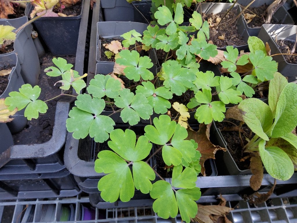 plant Akelie, Tuin en Terras, Volle zon, Vaste plant, Lente, Ophalen