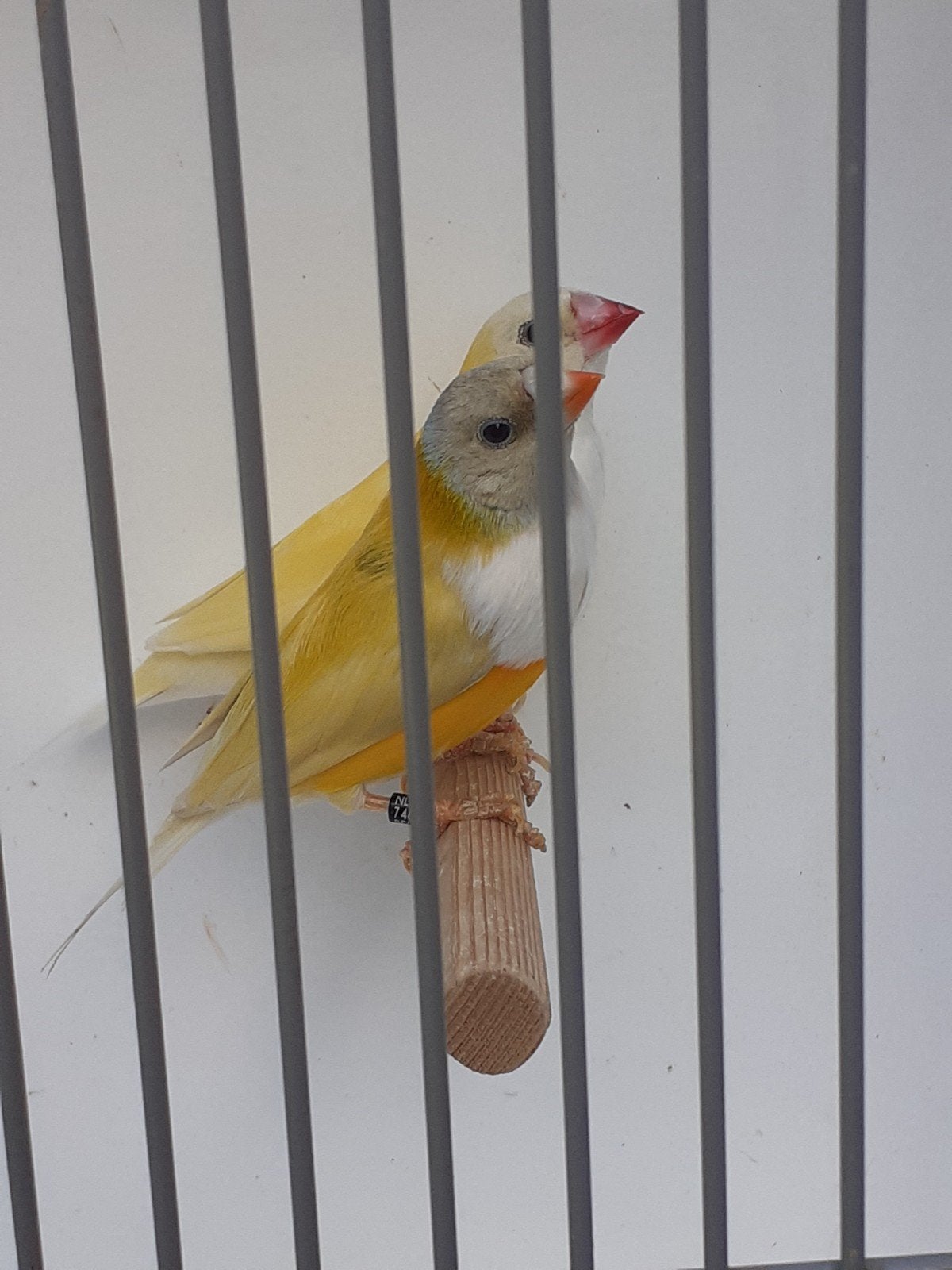 gould amadine, Dieren en Toebehoren, Meerdere dieren