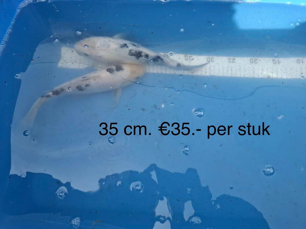 Koi karper, Dieren en Toebehoren, Karper of Koi