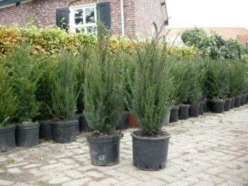 Thuya Brabant (conifeer), Tuin en Terras, Ophalen, Conifeer, 100 tot 250 cm